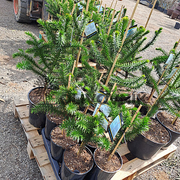 ARAUCARIA ARAUCANA / BLAHOČET ČILSKÝ