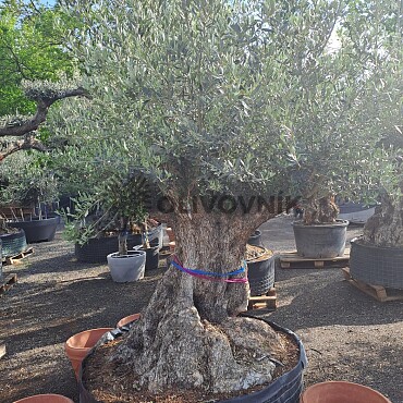 Olivovník Bonsaj - Olea Europaea Bonsai