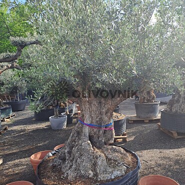 Olivovník Bonsaj - Olea Europaea Bonsai