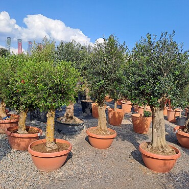 Olea Europaea Bonsai Joven T90 - 180/210cm