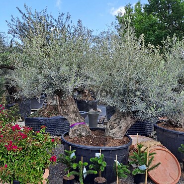 Olivovník Bonsaj - Olea Europaea Bonsai dvojkmen