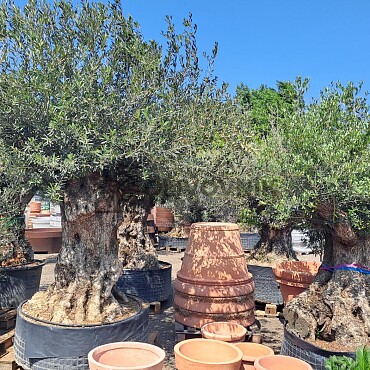 Olivovník Bonsaj - Olea Europaea Bonsai