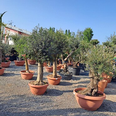 Olea Europaea Bonsai Joven T90 - 180/210cm