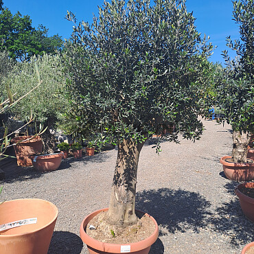 Olea Europaea Bonsai Joven T90 - 180/210cm