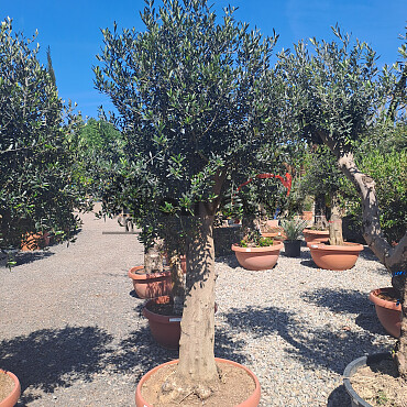 Olea Europaea Bonsai Joven T90 - 180/210cm