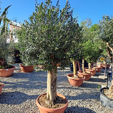 Olivovník Evropský - Bonsai Joven T90 - 180/210cm