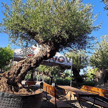 Olivovník Bonsaj - Olea Europaea Bonsai