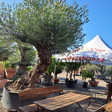 Olivovník Bonsaj - Olea Europaea Bonsai