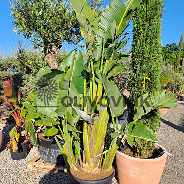 Strelitzia Augusta EXTRA 250/300cm / VYPRODÁNO