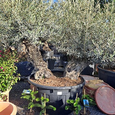 Olivovník Bonsaj - Olea Europaea Bonsai dvojkmen