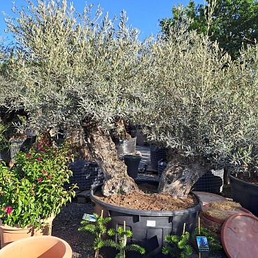 Olivovník Bonsaj - Olea Europaea Bonsai dvojkmen
