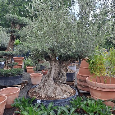 Olivovník Bonsaj - Olea Europaea Bonsai