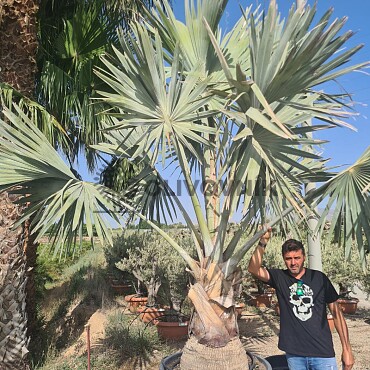 2026 Rezervace / BISMARCKIA NOBILIS 10lt