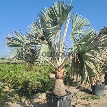 2026 Rezervace / BISMARCKIA NOBILIS 10lt