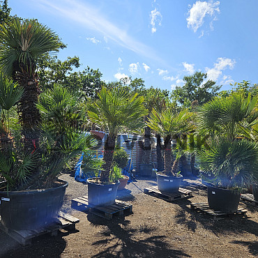 Chamaerops Humilis - Grupo