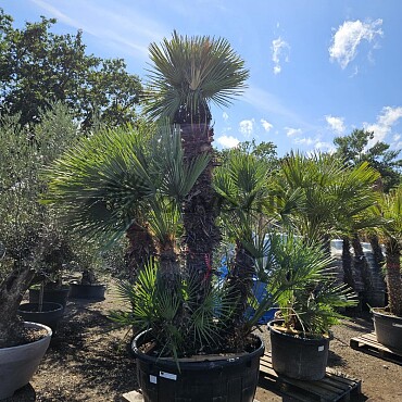 Chamaerops Humilis - Grupo / 500lt