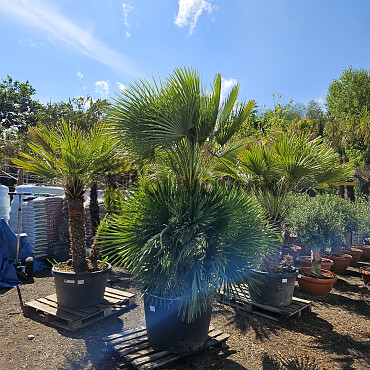 Chamaerops Humilis - Grupo