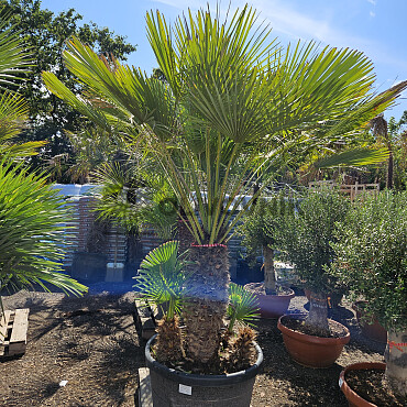 Chamaerops Humilis - Grupo