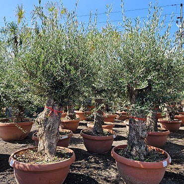 2026 Rezervace /Olivovník Evropský - Bonsai Q75/Q90 - TOP CENA