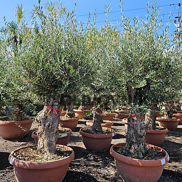 Olivovník Evropský - Bonsai Q75/Q90 - TOP CENA