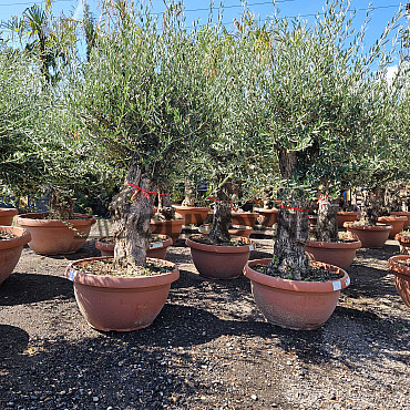 Olivovník Evropský - Bonsai Q75/Q90 - TOP CENA