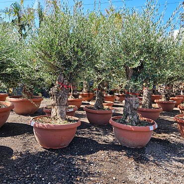 2026 Rezervace /Olivovník Evropský - Bonsai Q75/Q90 - TOP CENA