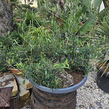 Olivovník - Olea Europaea Bonsai S