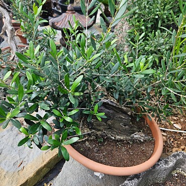 Olivovník - Olea Europaea Bonsai S