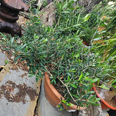 Olivovník - Olea Europaea Bonsai S