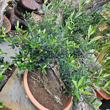 Olivovník - Olea Europaea Bonsai S