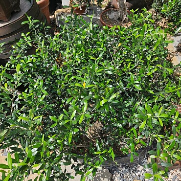 Olivovník - Olea Europaea Bonsai S
