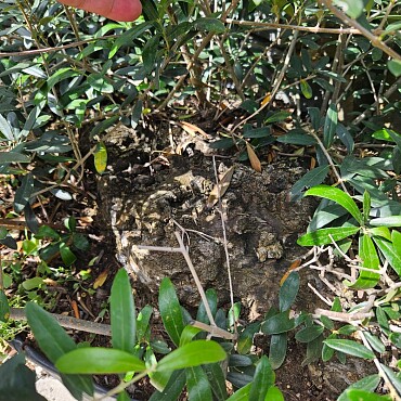 Olivovník - Olea Europaea Bonsai S