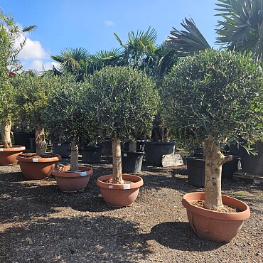 Olivovník Evropský - Bonsai Tarrina