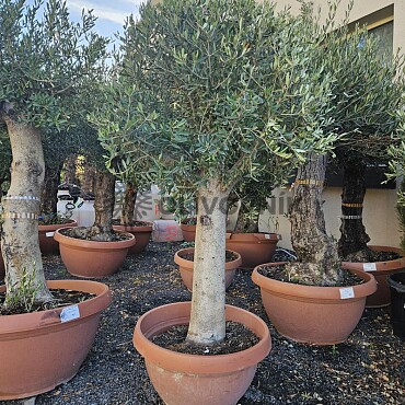 2026 Rezervace / Olivovník Evropský - Bonsai Tarrina