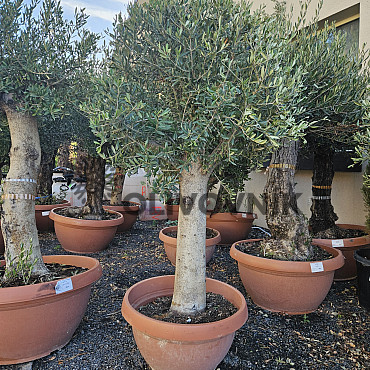 Olivovník - Olea Europaea - Bonsai Tarrina Q60