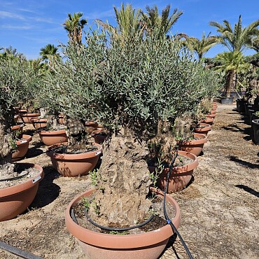 2026 Rezervace /Olivovník Evropský - Bonsai Q75/Q90 - TOP CENA