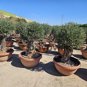 Olivovník Evropský - Bonsai COPA - TOP CENA