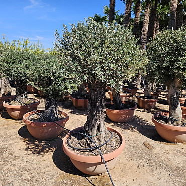 AKCE - Olea Europaea - Bonsai Q90