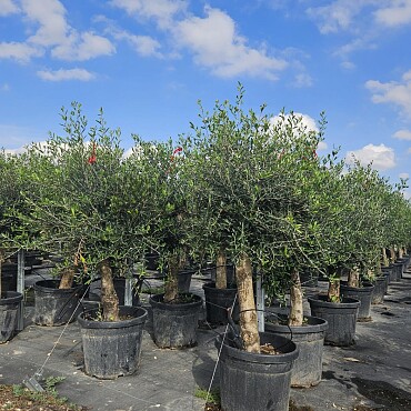 2026 Rezervace / Olivovník Evropský - Intensivo