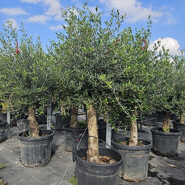 2026 Rezervace / Olivovník Evropský - Intensivo