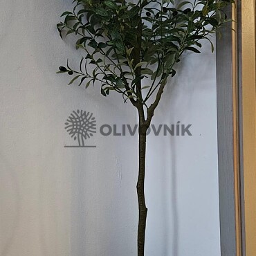 Olivovník Evropský - výška 150cm