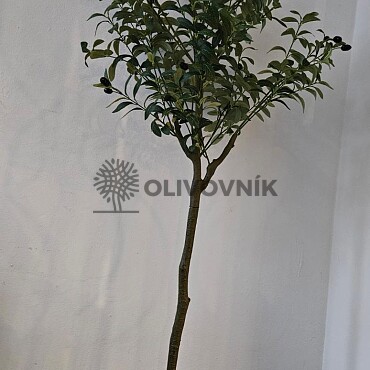 Olivovník Evropský - výška 150cm