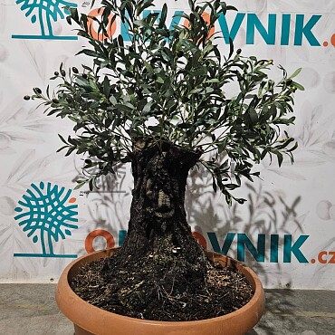 Olivovník Evropský - Bonsai / 140cm / umělá koruna + olivový kmen