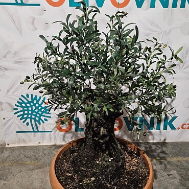 Olivovník Evropský - Bonsai / 140cm / umělá koruna + olivový kmen