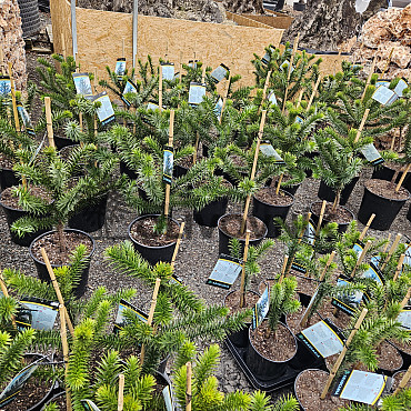 ARAUCARIA ARAUCANA / BLAHOČET ČILSKÝ