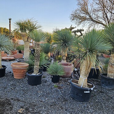 Yucca Rostrata EXTRA - 90cm