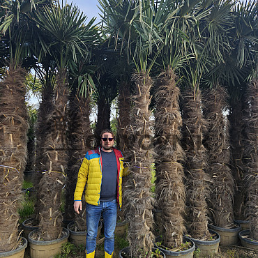 AKCE Trachycarpus Fortunei - mrazuvzdorná palma (-17C)