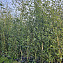Bambus Aurea - mrazuvzdorný