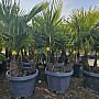 Trachycarpus Fortunei - trojkmen - mrazuvzdorná palma (-17C)