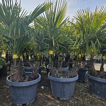 Trachycarpus Fortunei - trojkmen - mrazuvzdorná palma (-17C)